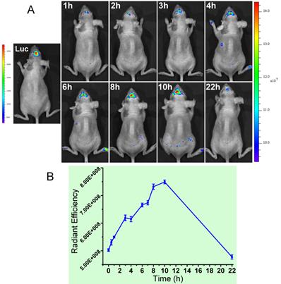 Theranostics Image