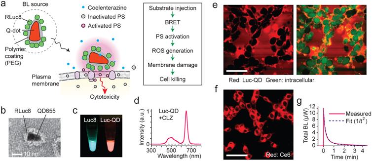 Theranostics Image