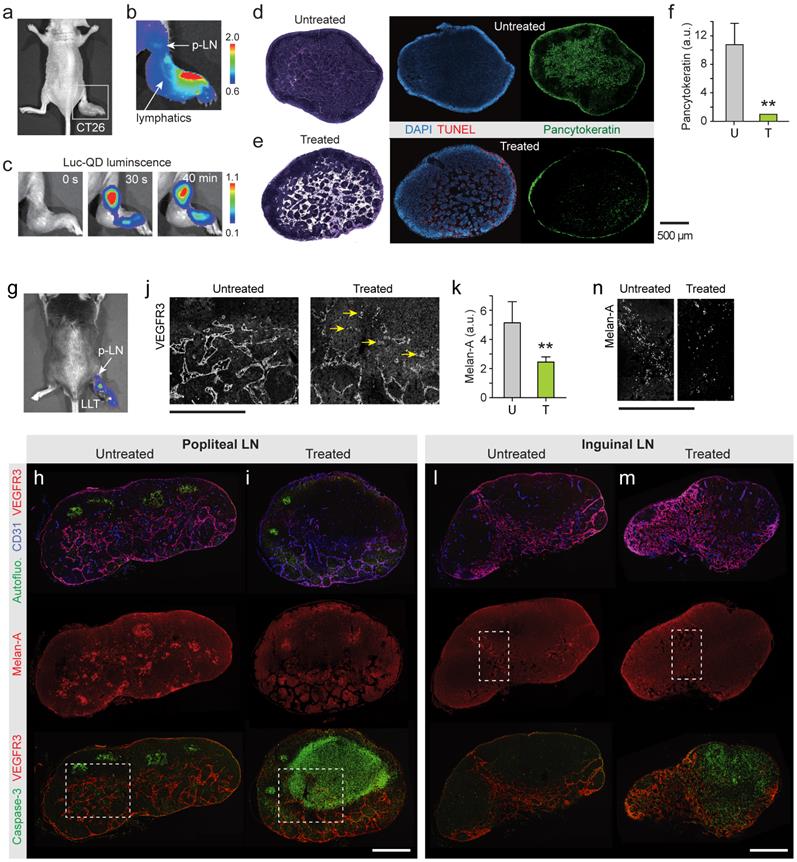 Theranostics Image