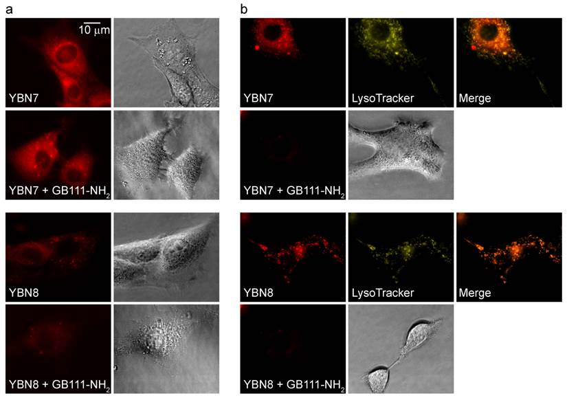 Theranostics Image