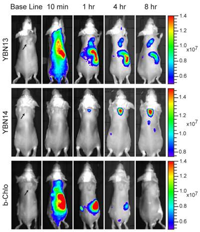 Theranostics Image