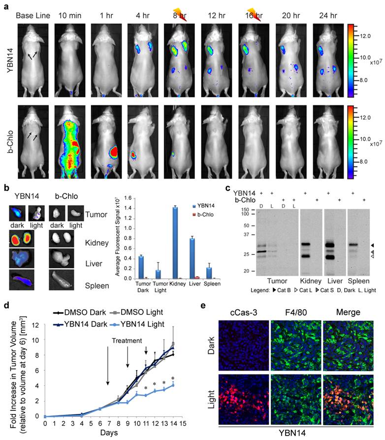 Theranostics Image