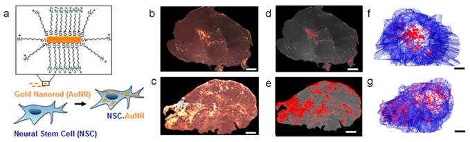 Theranostics Image