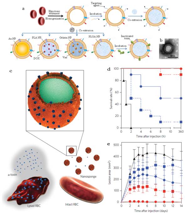 Theranostics Image