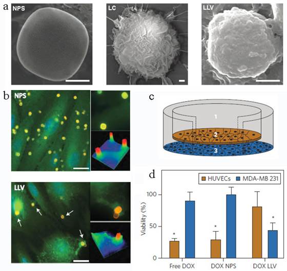 Theranostics Image