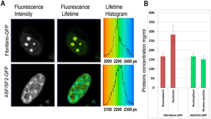 Theranostics Image