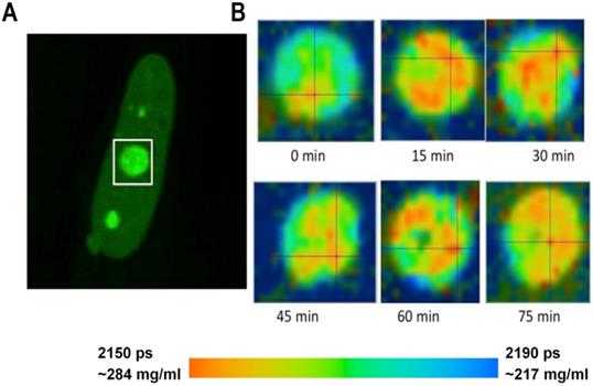 Theranostics Image