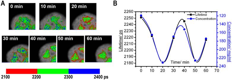 Theranostics Image