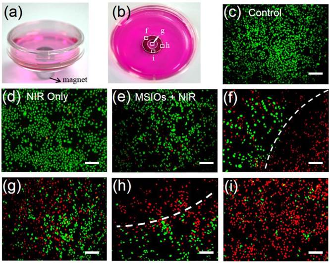 Theranostics Image