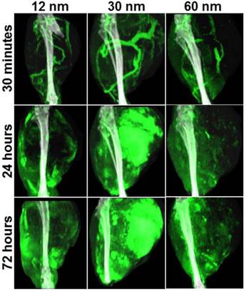 Theranostics Image