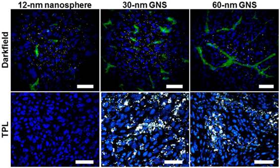 Theranostics Image