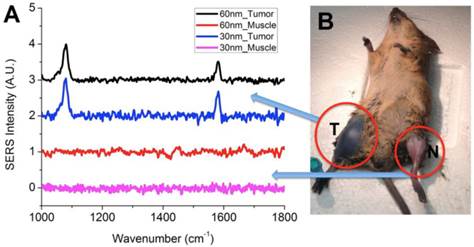 Theranostics Image