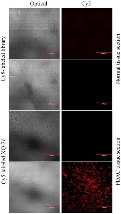 Theranostics Image