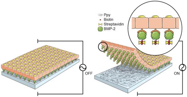 Theranostics Image