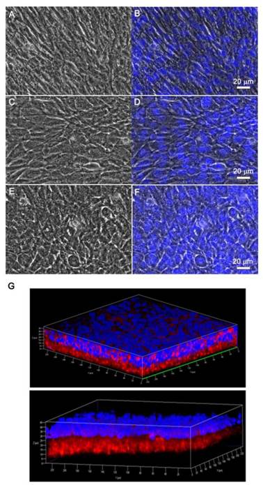 Theranostics Image