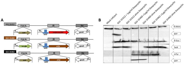 Theranostics Image