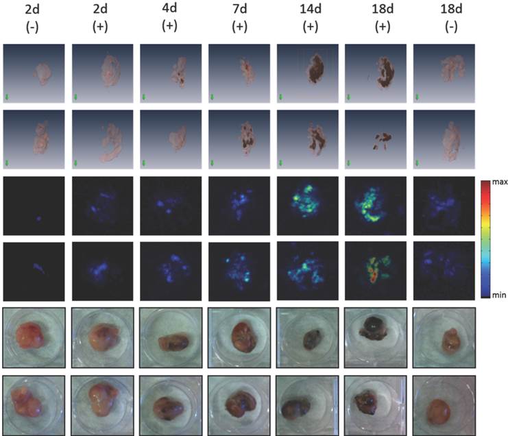 Theranostics Image