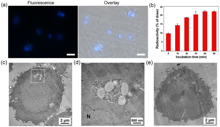 Theranostics Image