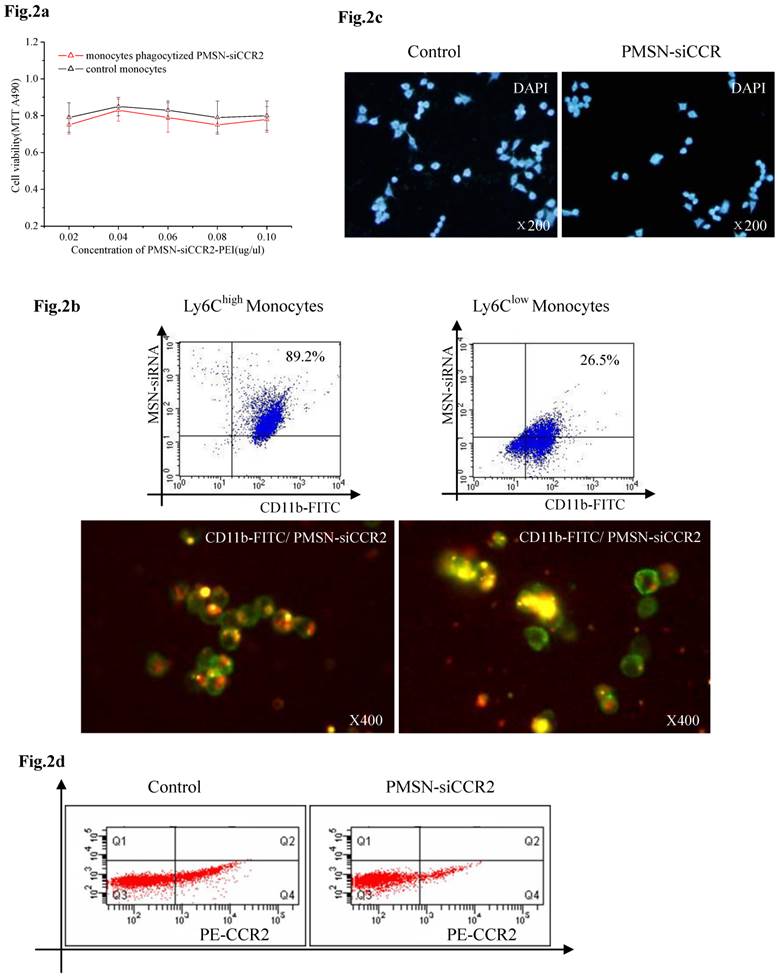 Theranostics Image