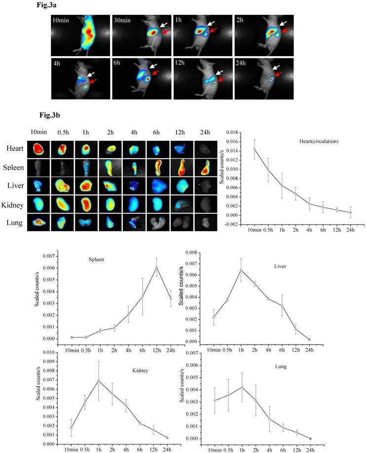 Theranostics Image