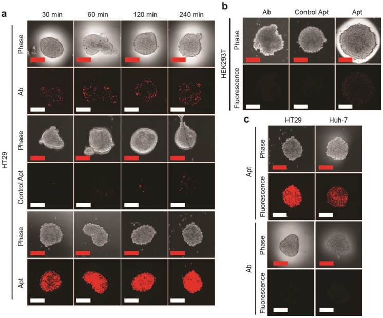 Theranostics Image