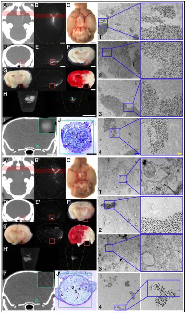 Theranostics Image