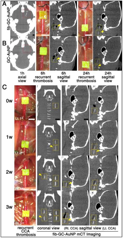 Theranostics Image