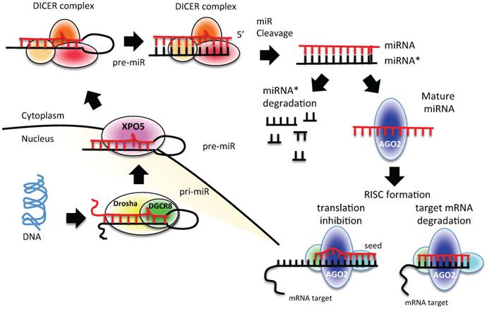 Theranostics Image