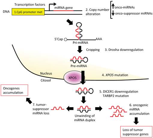 Theranostics Image