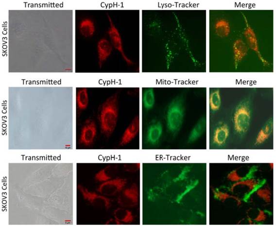 Theranostics Image