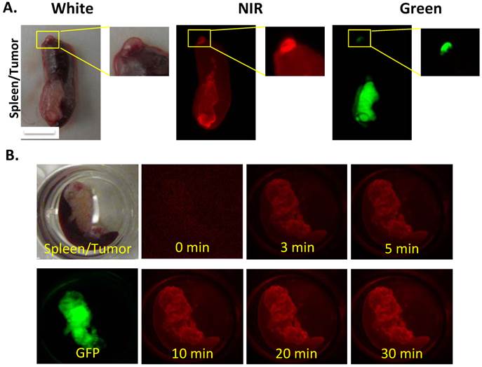 Theranostics Image