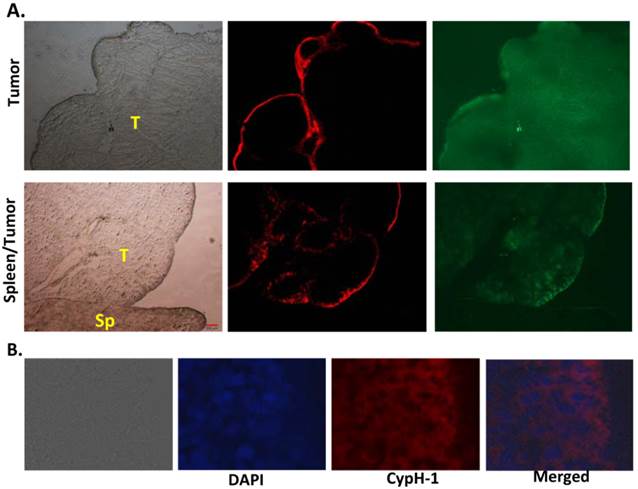 Theranostics Image