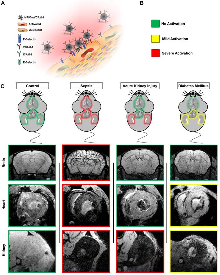 Theranostics Image