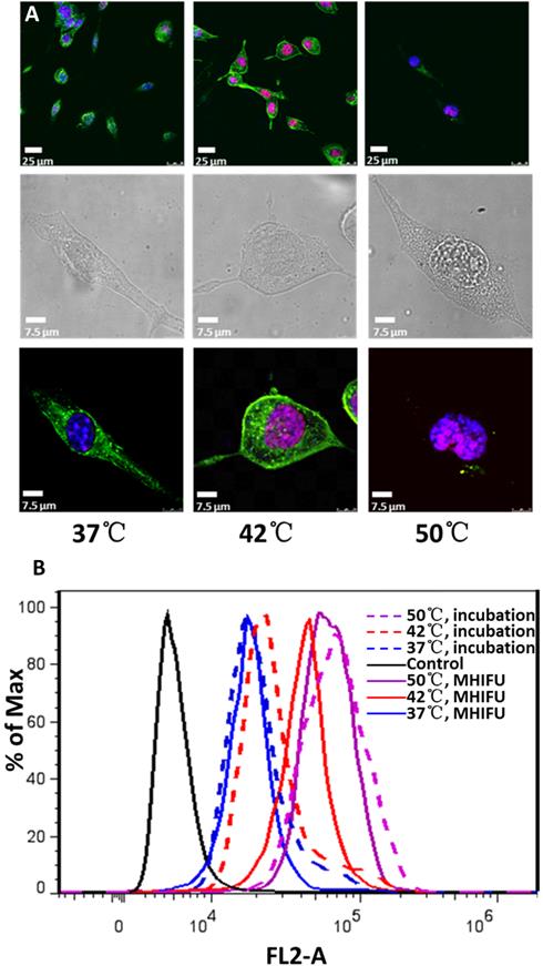 Theranostics Image