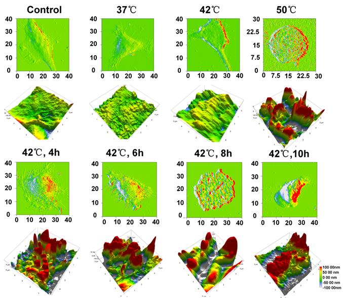 Theranostics Image