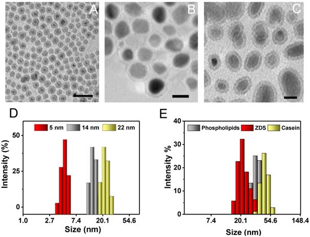 Theranostics Image