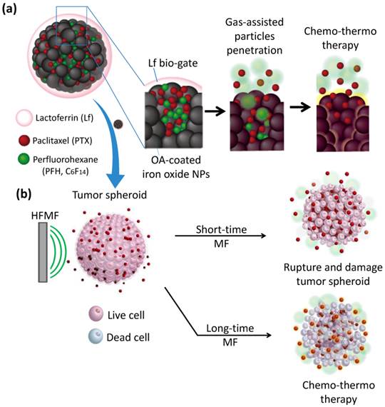 Theranostics Image