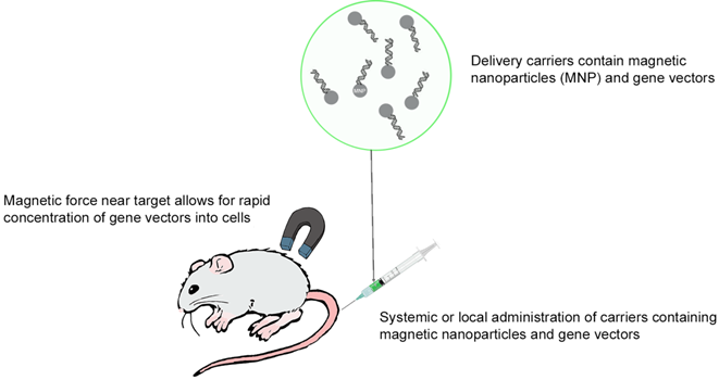 Theranostics Image