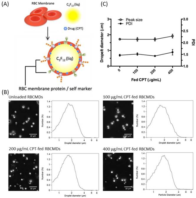 Theranostics Image