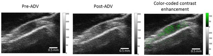 Theranostics Image