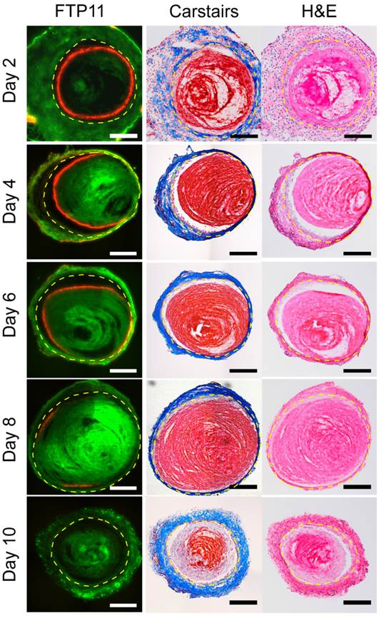 Theranostics Image