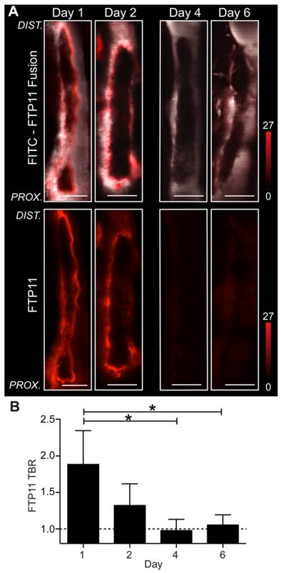 Theranostics Image