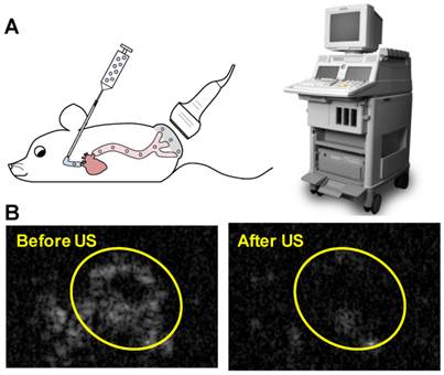 Theranostics Image