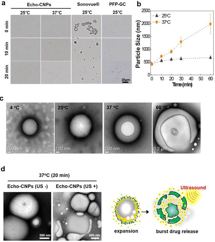 Theranostics Image