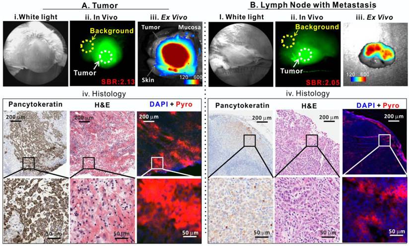 Theranostics Image