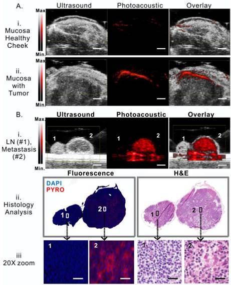 Theranostics Image