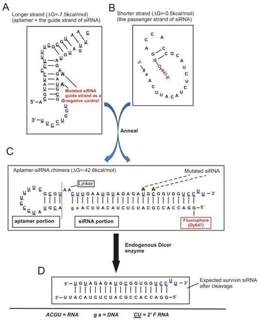 Theranostics Image