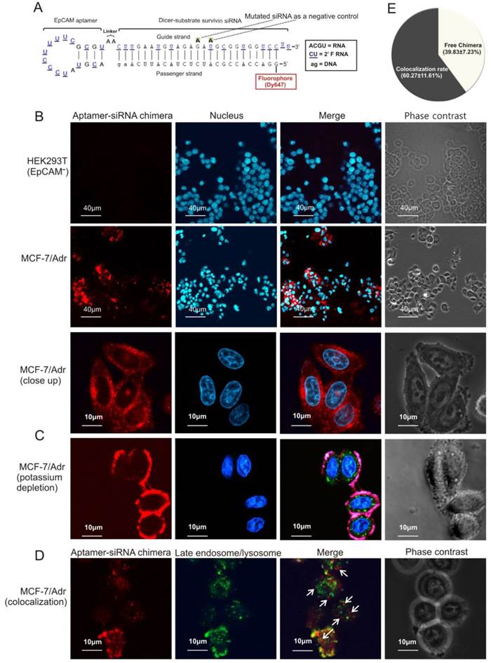 Theranostics Image