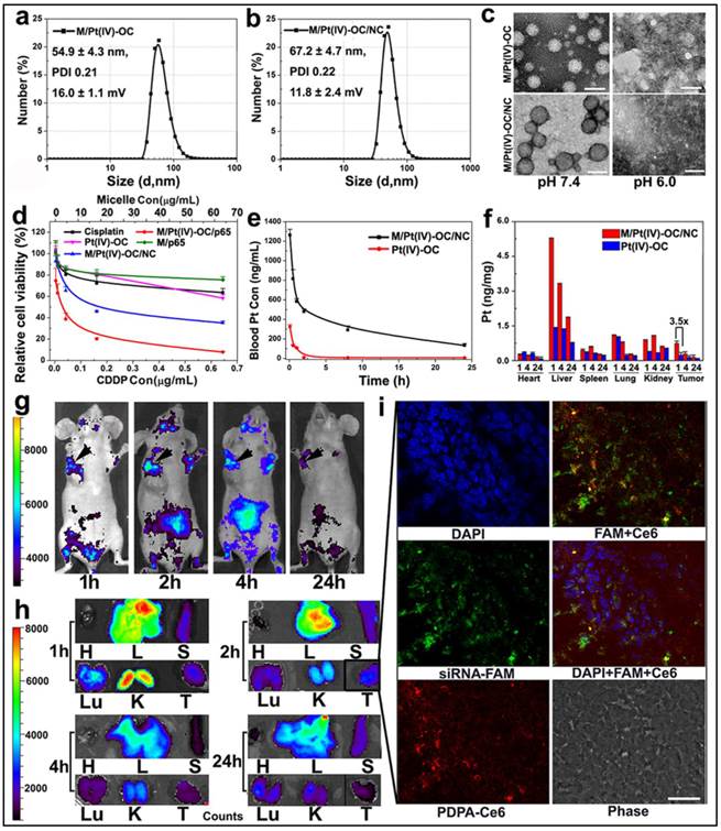 Theranostics Image