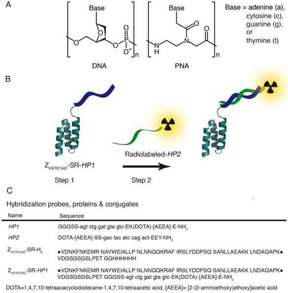 Theranostics Image